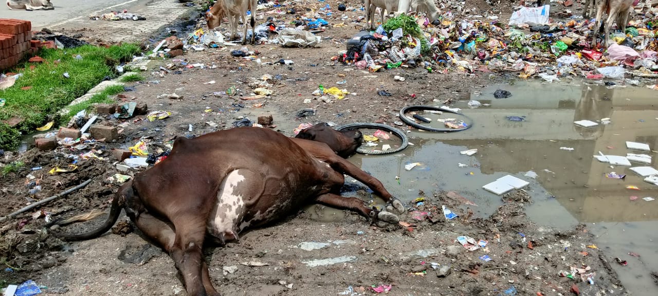 हिमायुपुर उत्तरी में करंट लगने से स्वस्थ गाय ने करंट के चपेट में आने से तोड़ दिया दम
