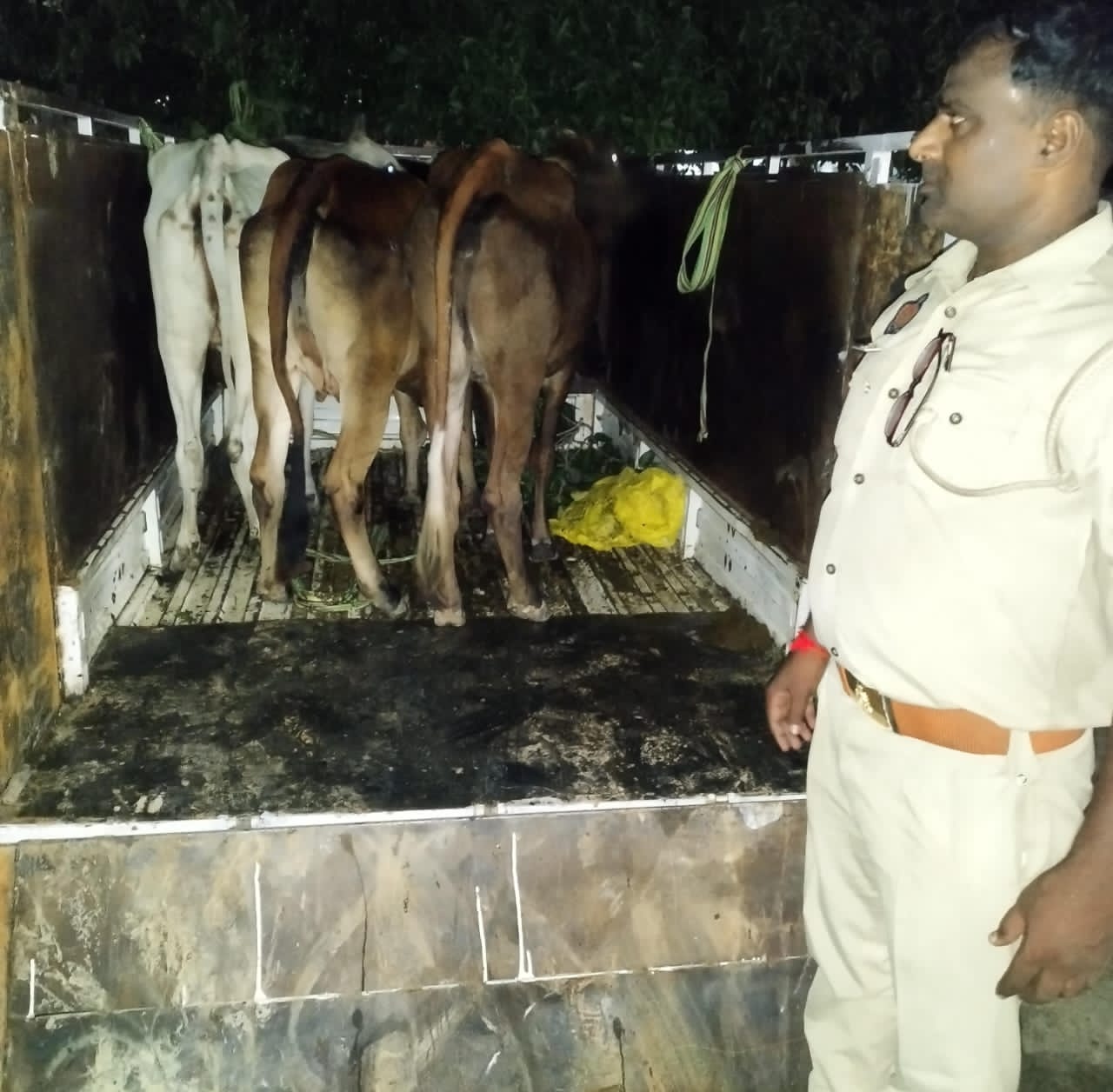 पुलिस ने कसा शिंकजा: पिकअप से 4 गोवंश बरामद, तस्कर खेतों में कूदकर फरार