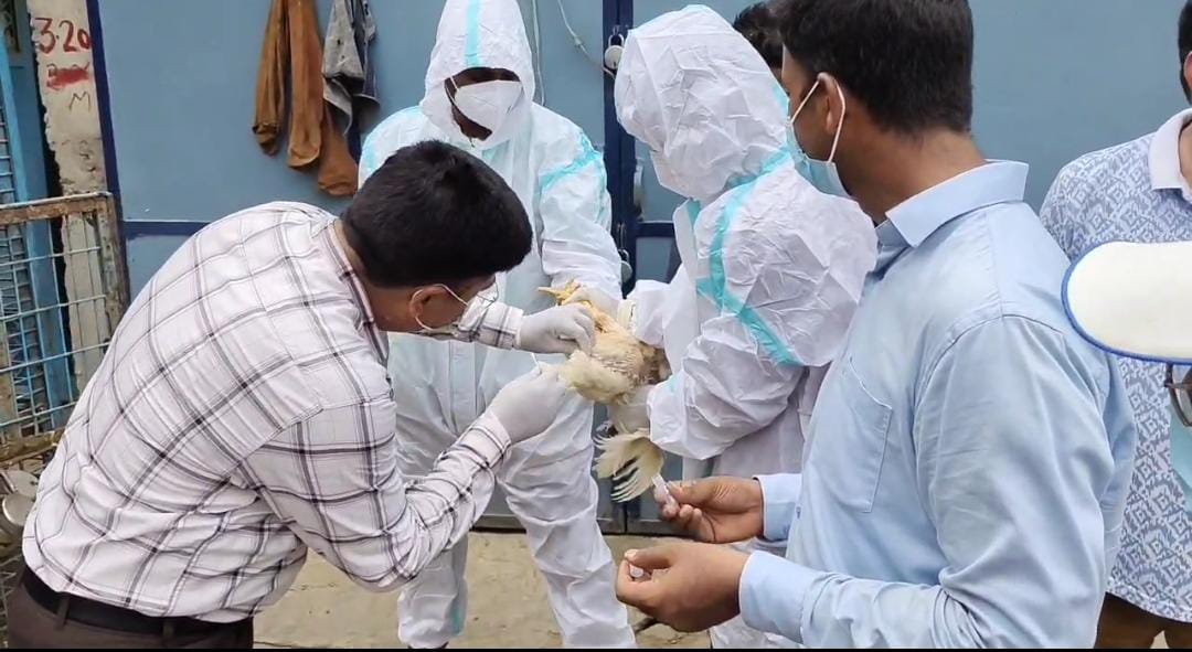 गोरखपुर में बर्ड फ्लू की पुष्टि, जिलाधिकारी ने जारी की चेतावनी और कार्ययोजना